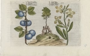 Pruim en muurbloem Pruna Damasena / Leucojum (cím a tárgyon) Ismerje meg a liliomokat (sorozat címe) alkotó: Crispijn van de Passe (I) (attributed to)
