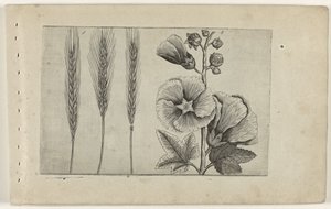 Rogge en stokroos Ismerje meg a liliomokat (sorozat címe) alkotó: Crispijn van de Passe (I) (attributed to)