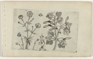 Éles boglárka és mezei juhar Cognoscite lilia (sorozat címe) alkotó: Crispijn van de Passe (I) (attributed to)