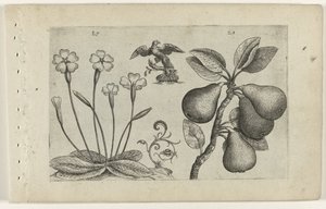 Sleutelbloem en peer Ismerje meg a liliomokat (sorozat címe) alkotó: Crispijn van de Passe (I) (attributed to)