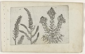 Tamarisk en vlasbekje Ismerje meg a liliomokat (sorozat címe) alkotó: Crispijn van de Passe (I) (attributed to)