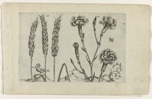 Tarwe en tuinanjer Ismerje meg a liliomokat (sorozat címe) alkotó: Crispijn van de Passe (I) (attributed to)