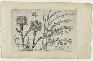 Tuinanjer en brem Ismerje meg a liliomokat (sorozat címe) alkotó: Crispijn van de Passe (I) (attributed to)