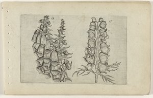 Foxglove és Blue Monkshood Cognoscite lilia (sorozat címe)