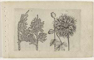 Hét fa és alvólabda Cognoscite lilia (sorozat címe) alkotó: Crispijn van de Passe (I) (attributed to)