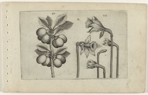 Zure kers en wilde narcissus Ismerje meg a liliomokat (sorozat címe)