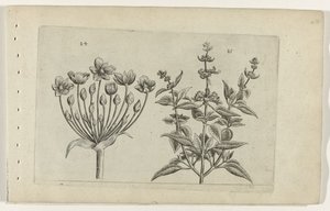 Hattyúvirág és kis virágú zsálya Cognoscite lilia (sorozat címe) alkotó: Crispijn van de Passe (I) (attributed to)