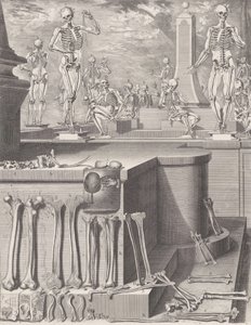 Tányér az „Atlas Anatomico” számára kiadatlan, kb. 1680-9..., Tábla kb. 1680-94, nyomtatva 1740. alkotó: Crisóstomo Martínez