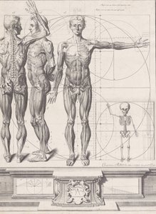 Tányér az „Atlas Anatomico” számára kiadatlan, kb. 1680-9..., Tábla kb. 1680-94, nyomtatva 1740. alkotó: Crisóstomo Martínez