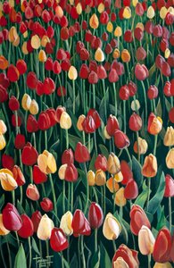 Tulipánok, 2010 (akril, papír)