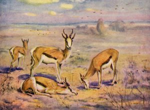 Az állatkertben: Springboks (színes litó)