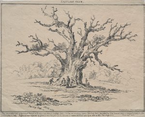 Fairlop tölgy, 1811. alkotó: D. H. Redman