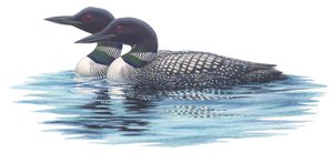 Közönséges pacsirták (akvarell és gouache)