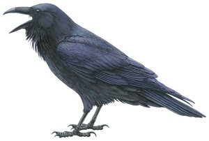 Közönséges holló (akvarell és gouache)