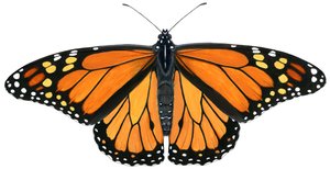 Monarch pillangó (gouache)
