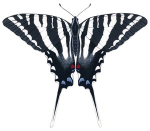 Zebra fecskefarkú pillangó (gouache)