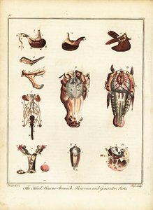 A ló anatómiája. 1792 (metszet)
