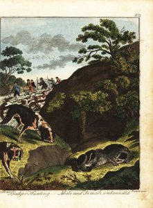 Fegyveres férfiak borzra vadásznak, Anglia