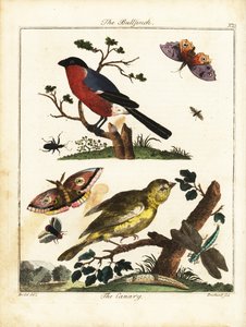 Süvöltő, kanári, lepke, lepke stb. 1792 (metszet)