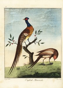 Angol fácánok, hímek és nőstények. 1792 (metszet)