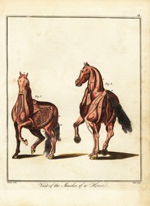 A ló izomzata. 1792 (metszet)