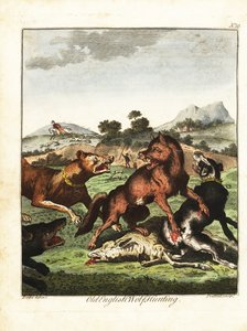 Régi angol farkasvadászat. 1792 (metszet)