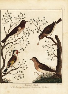 Énekes madarak: erdei pacsirta, gyolcs, aranypinty, égi pacsirta. 1792 (metszet)