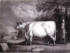 A báró, egy díjazott rövidkürt (The Nannau White Cow), amelyet Charles Joseph Hullamandel (1789-1850) vésett, 1824