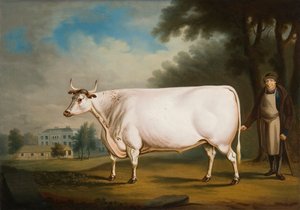 "A Nannau ökör", 1824