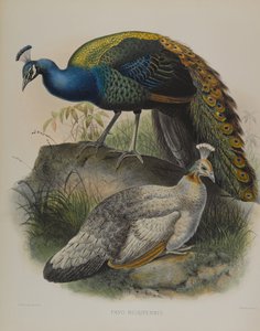 Pavo Nigripennis - Fekete vállas borsó tyúk (színes litho) alkotó: Daniel Giraud and Gould John Elliott