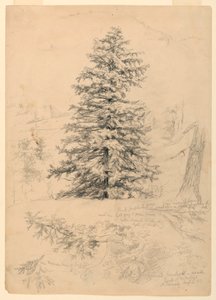 Rajz, Hemlock tanulmánya, North Conway, New Hampshire, 1855. augusztus 6. alkotó: Daniel Huntington