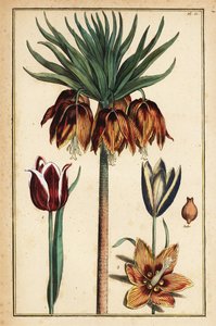Koronás birodalmi liliom, Fritillaria imperialis és tulipán, Tulipa gesneriana
