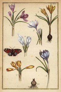 Tavaszi sáfrány, Crocus vernus és európai pávalepke, Aglais io