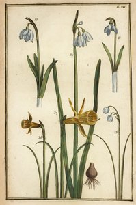 Vad nárcisz, Narcissus pseudonarcissus és hóvirág, Galanthus nivalis