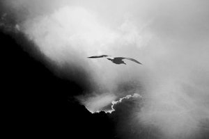  alkotó: Daniela Riegler