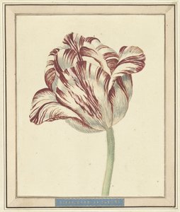 Tulipán, név szerint Bisar, de Fleuri bíboros alkotó: Daniël Marot (II)