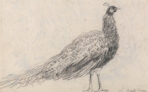 Páva Capel Curigben alkotó: David Cox