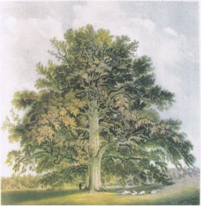 Pollard Willows, Nature in Britain, Collins, 1946 alkotó: David Cox