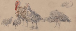 A pulykák tanulmányozása alkotó: David Cox