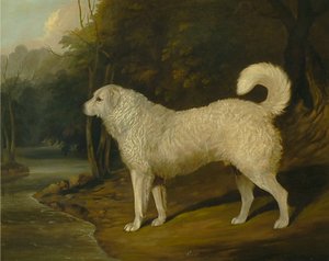 Egy kutya portréja, Ross alkotó: David Dalby of York