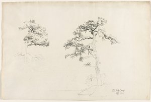 Pine, Lake George, 1871. alkotó: David Johnson