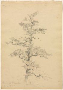 Pine Tree, Conway, New Hampshire recto, Landscape and Tree Studies verso, c. 1851. alkotó: David Johnson