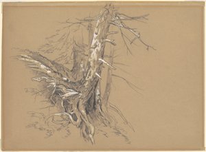 Fatörzsek alkotó: David Johnson