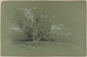 Fűzfa alkotó: David Johnson