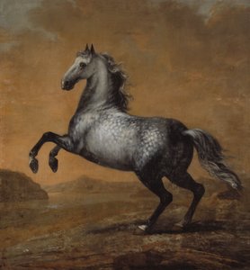 A kis angol, XI. Károly király (1655-97) lova