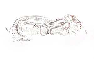 Barna nyúl fekvő, 2012 (kontepasztell, papíron) alkotó: David Mayer