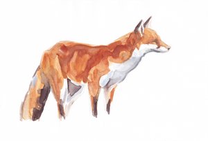 Fox, 2021 (kréta és akvarell papíron)