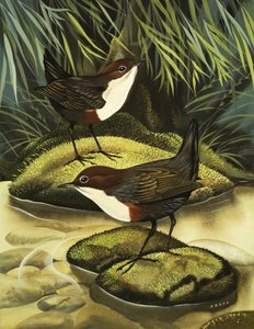 A Dipper, más néven a vízi ouszli.