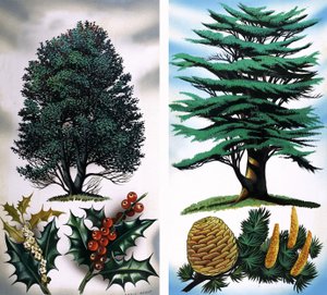 Fák, amelyeket láthatsz: Cédrus