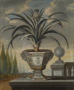 Ananász növény, 1729 alkotó: David von Coln